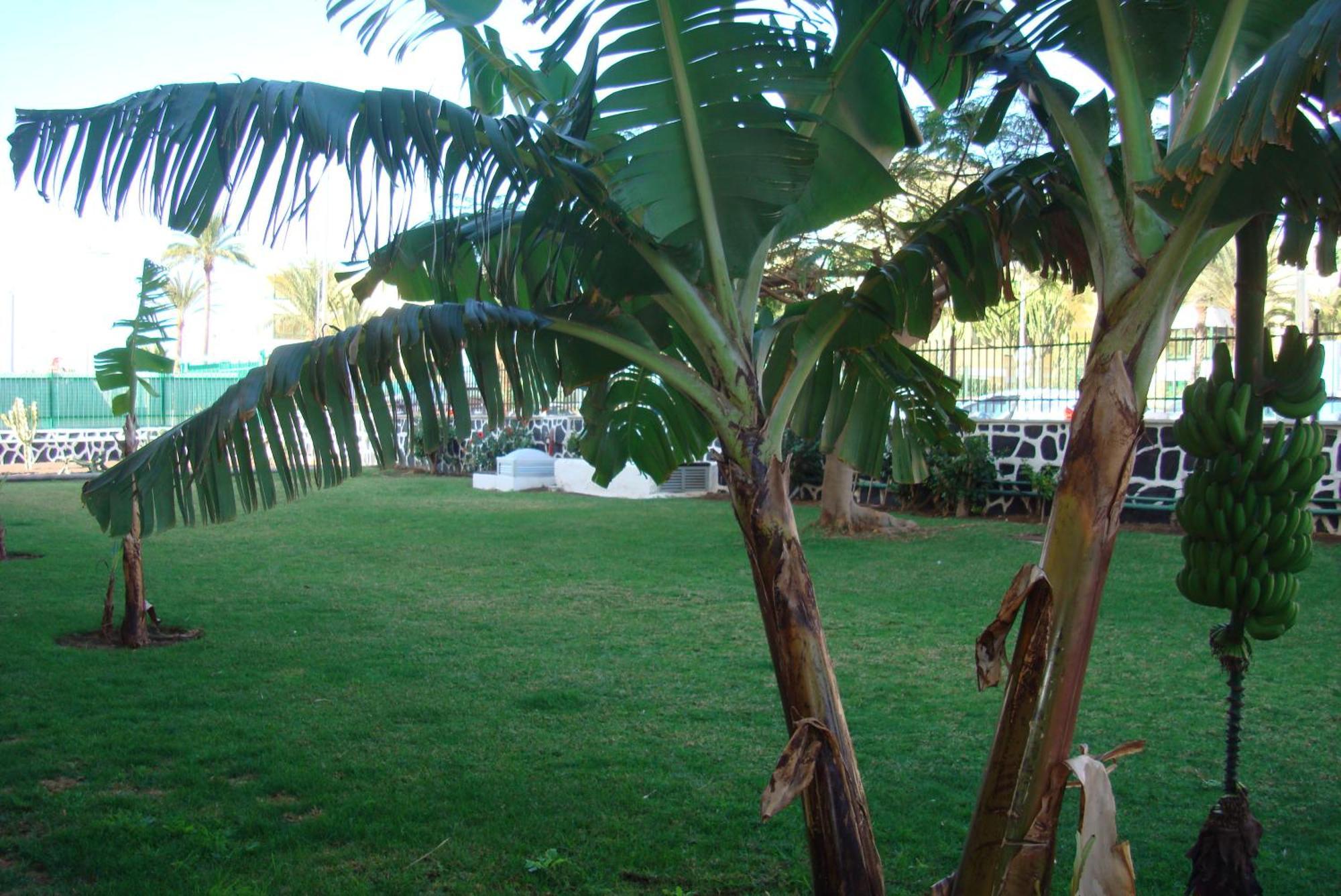Los Cactus بلايا ديل إنغلز المظهر الخارجي الصورة